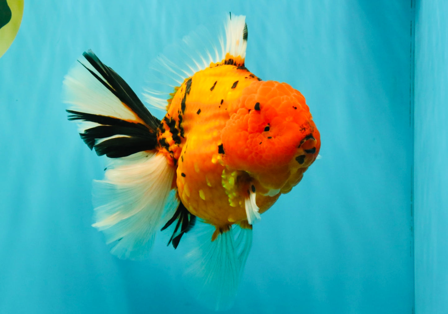 A Grade Super Big Body Tiger Oranda Male 6.5 inches #061926OR_04
