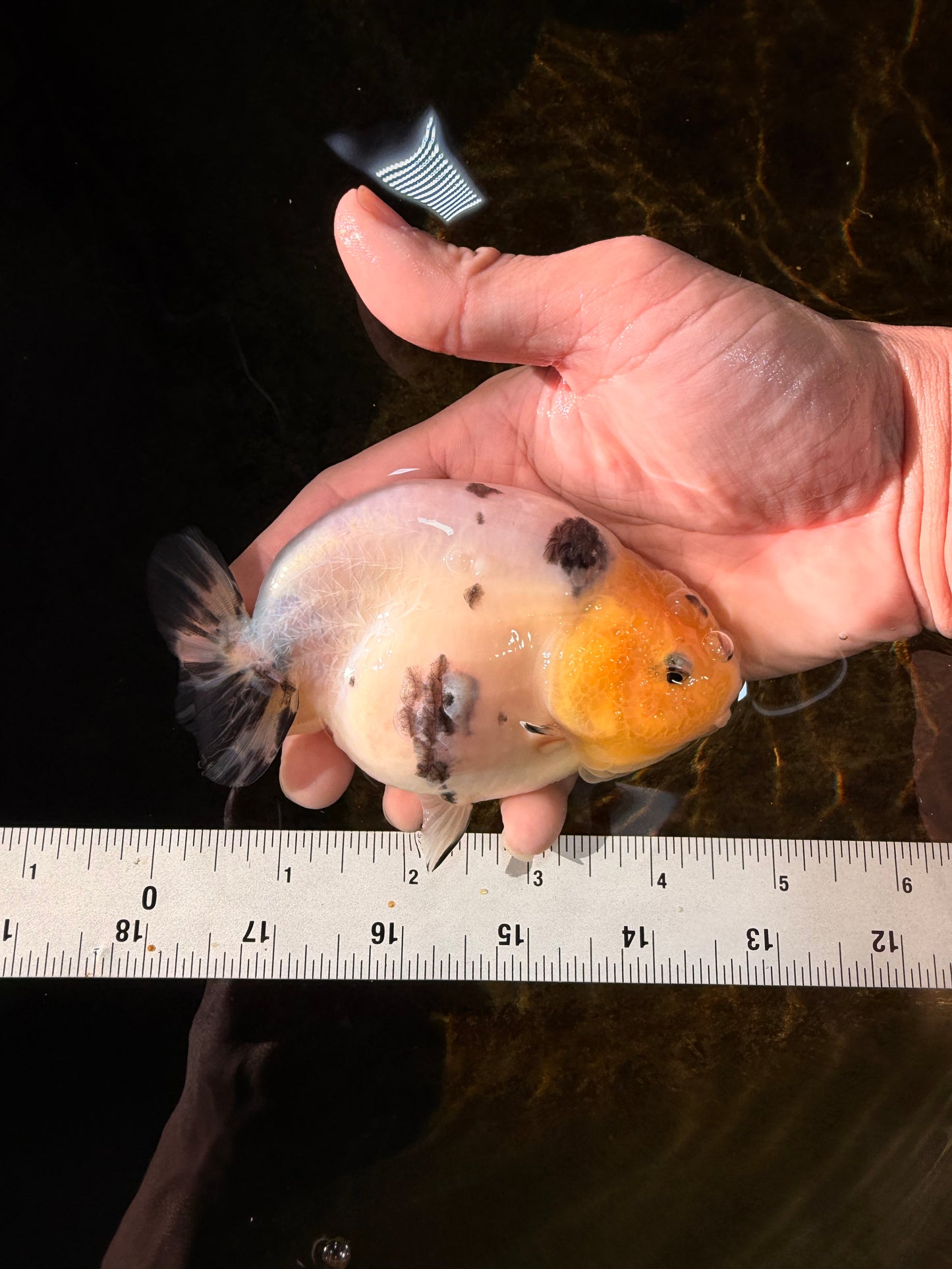 UNIQUE A Grade Chinese Cow Ranchu Female 4.5 inches #102425RC_04
