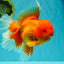 AAA Grade Super Jumbo Red White  Oranda Male 8-8.5 inches #062626OR_04