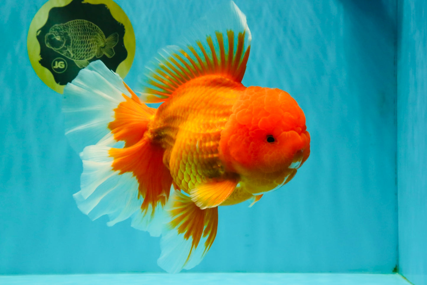 AAA Grade Super Jumbo Red White  Oranda Male 8-8.5 inches #062626OR_04