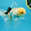 A Grade White Oranda Male 5.5 inches #052325OR_02
