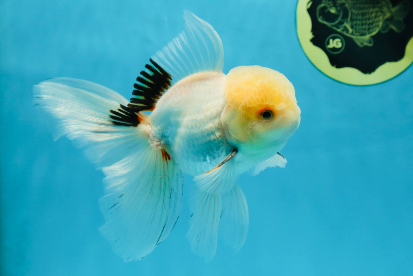 A Grade White Oranda Male 5.5 inches #052325OR_02
