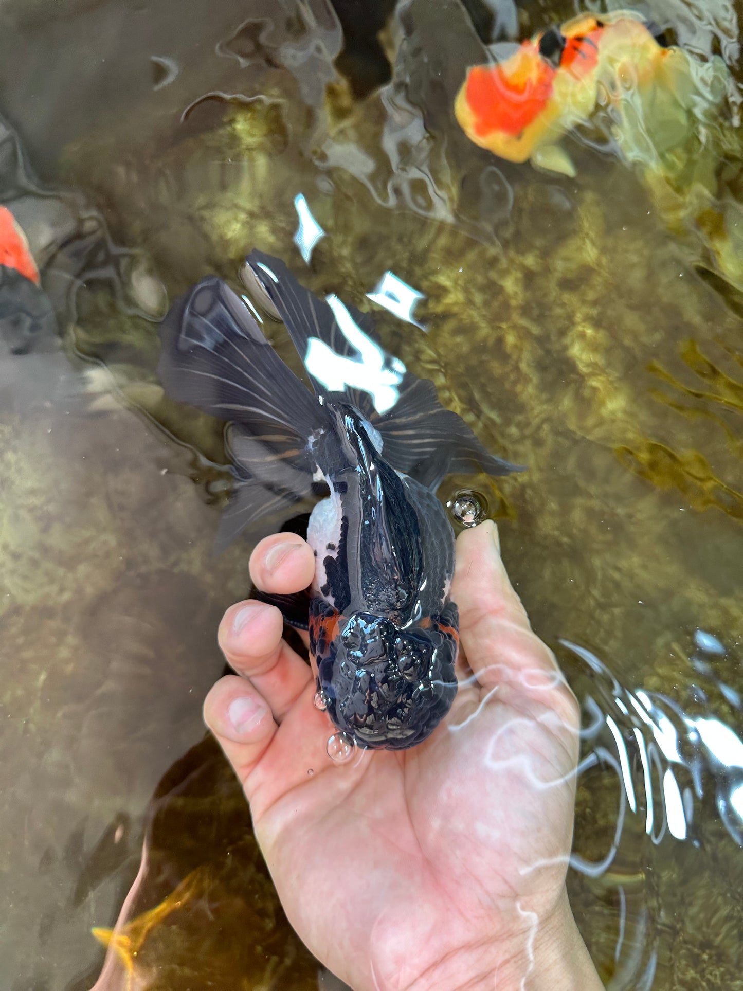 HAPPY "PO" Tricolor Oranda Male 5.5 inches #081525OR_24