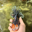CHUBBY AAA Grade Tiger Oranda Male 5.5 inches #050126OR_08