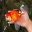 A Grade Red White Oranda Male 6-6.5 inches #100926OR_25