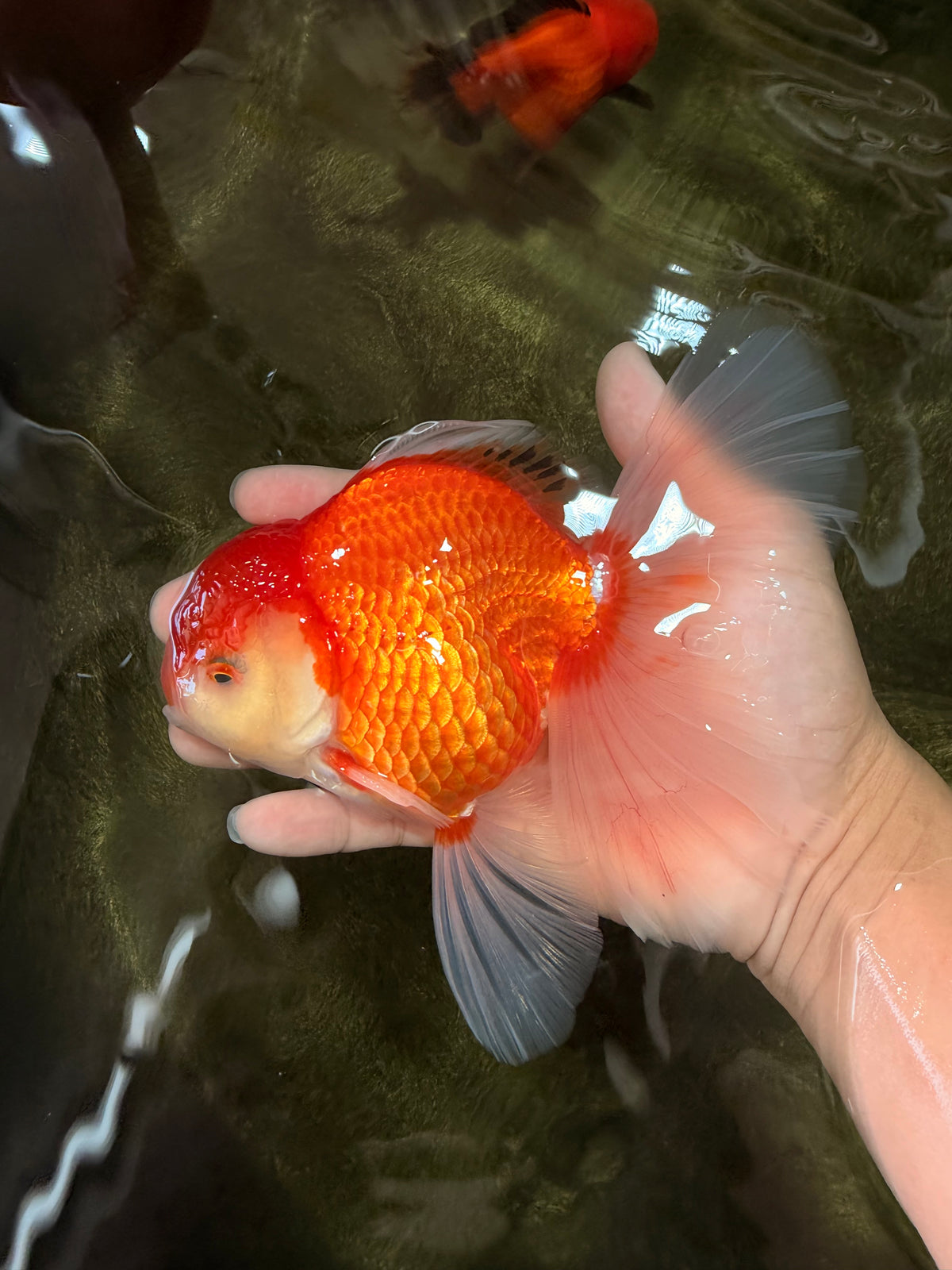 A Grade Red White Oranda Male 6-6.5 inches #100926OR_25