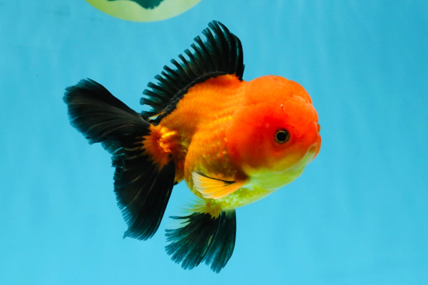 Apache Oranda Male 4.5 inches #032726OR_10