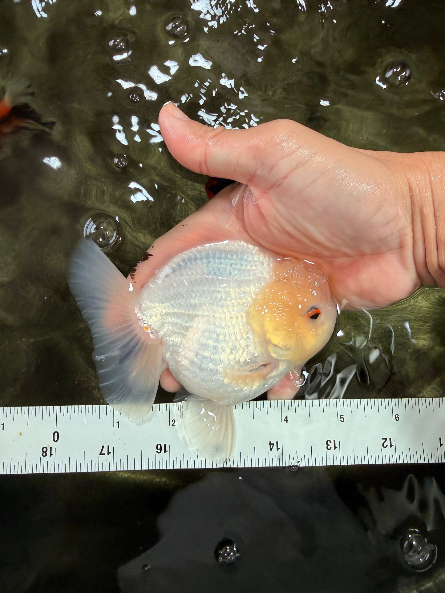 AAA Grade White Yuanbao Male 4.5-5 inches #072426YB_28