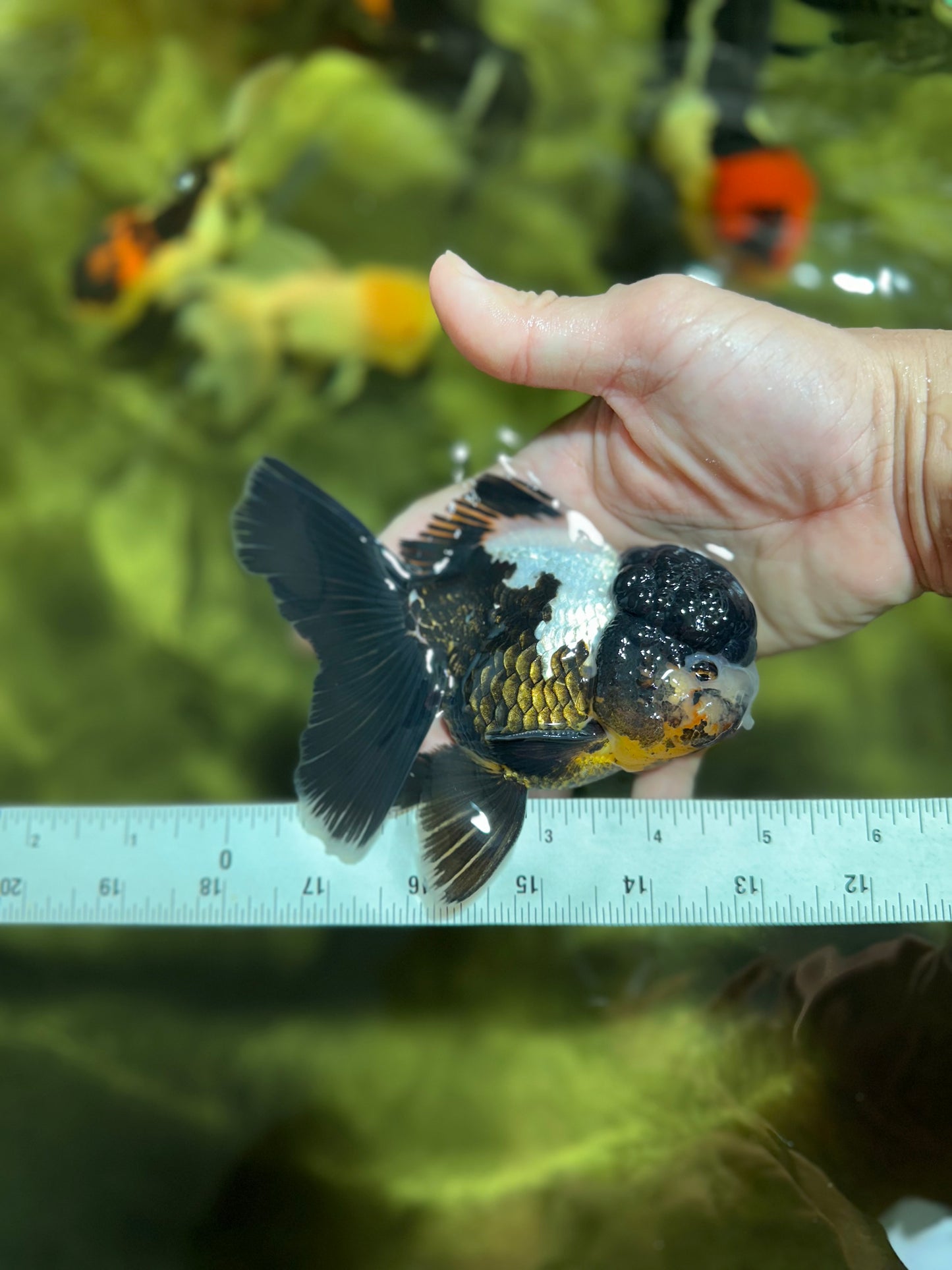ONE OF A KIND AAA Grade Onyx Panda Oranda Male 5 inches #041825OR_11