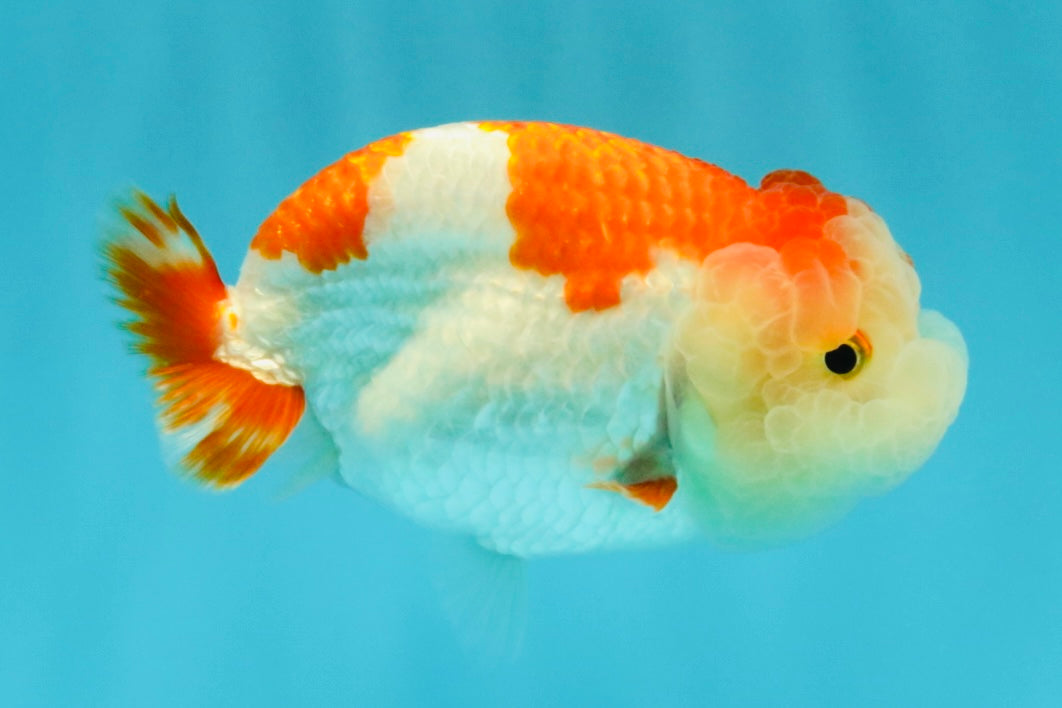 A Grade Kohaku Red White LionQueen 4-4.5 inches #031326LC_10