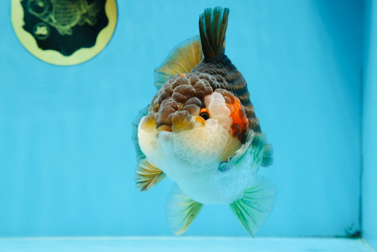 A Grade CHUBBY Tricolor Yuanbao Male 5.5-6  inches #100325YB_03