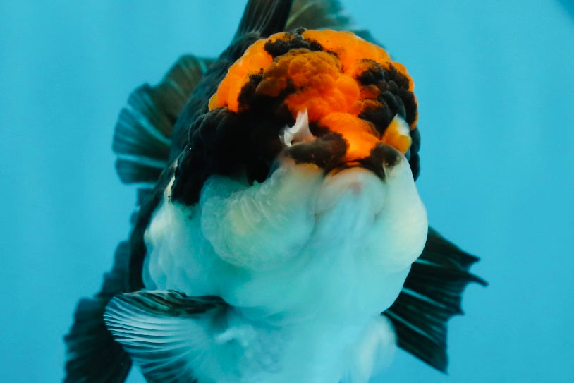 Tricolor Oranda Female 5 inches #120624OR_11