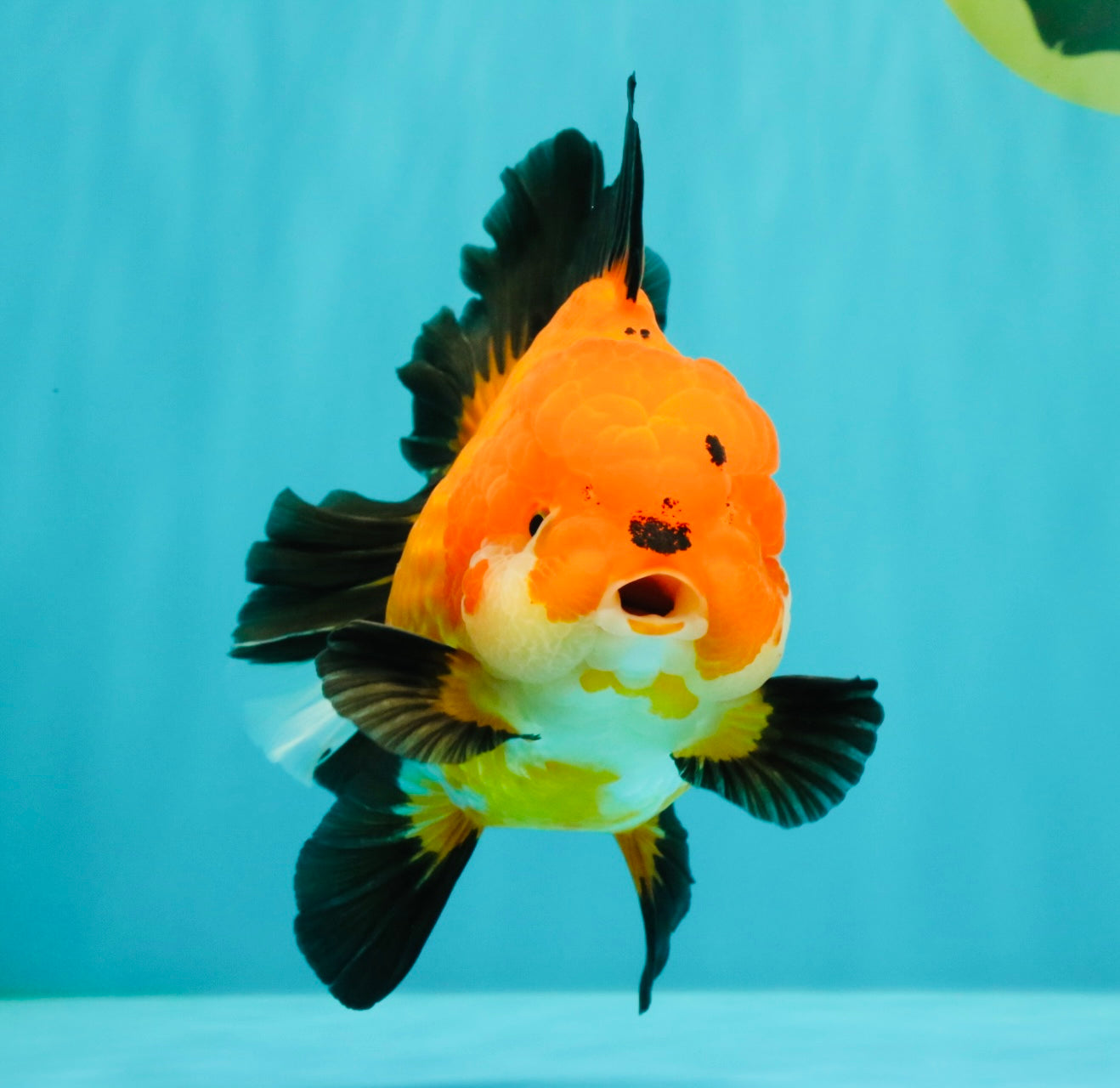 AAA Grade Apache Oranda Female 5.5-6 inches #071026OR_25