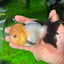 AAA Grade Lemonhead Button Eyes Oranda Male 5 inches #0927OR_24