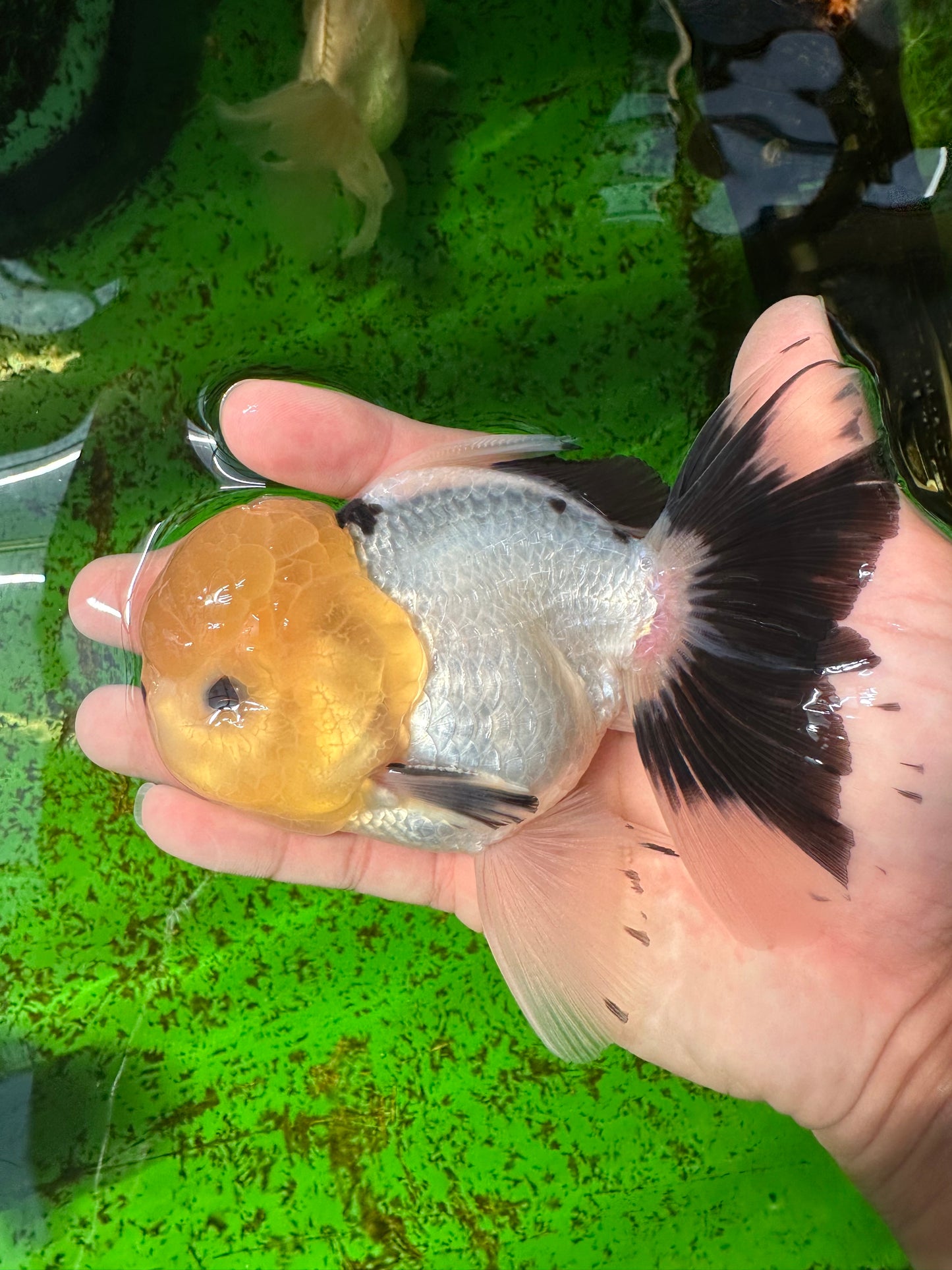 Oranda macho de cabeza de limón de grado AAA con ojos de botón, 5 pulgadas, n.º 0927OR_24