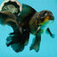 Black Oranda Male 6.5 inches #112224OR_17