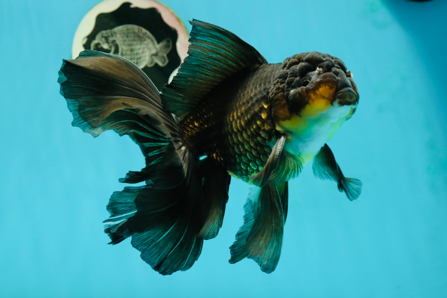 Black Oranda Male 6.5 inches #112224OR_17