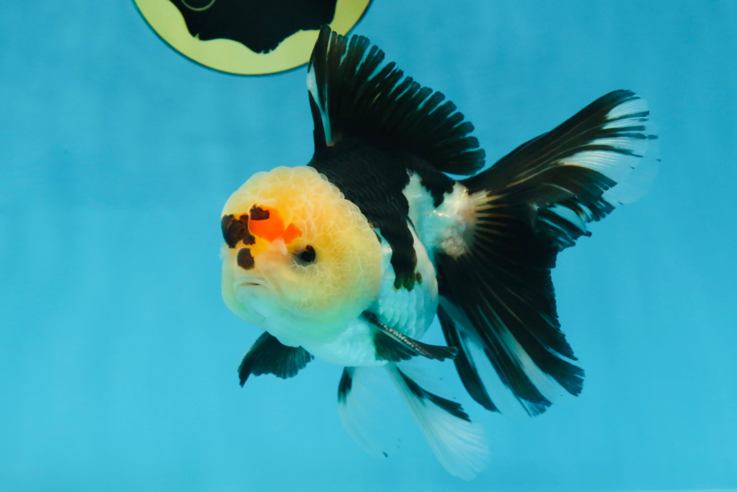 AAA Grade PUPPY Tricolor Oranda Male 5.5 inches #080125OR_24