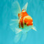 A Grade Kohaku Red White Oranda Male 5.5 inches #101626OR_12