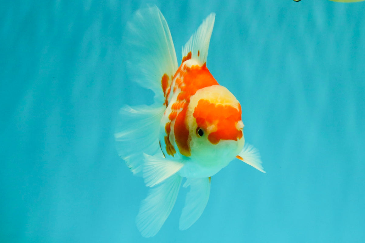 A Grade Kohaku Red White Oranda Male 5.5 inches #101626OR_12