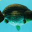 AAA Grade Black Blue Ranchu Female 6 inches #102326RC_01