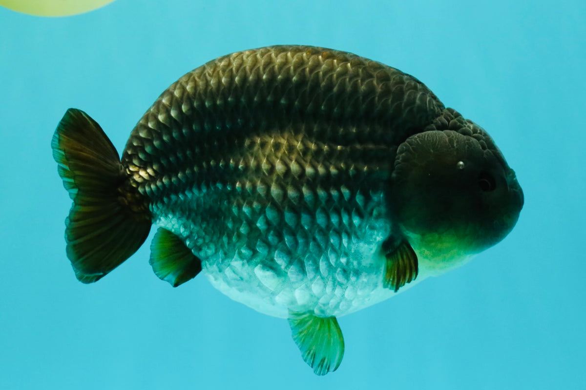 AAA Grade Black Blue Ranchu Female 6 inches #102326RC_01