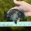 UNIQUE AAA Grade Strong Body Structure Platinum Blue Ranchu Female 4.5-5 inches #061926RC_09