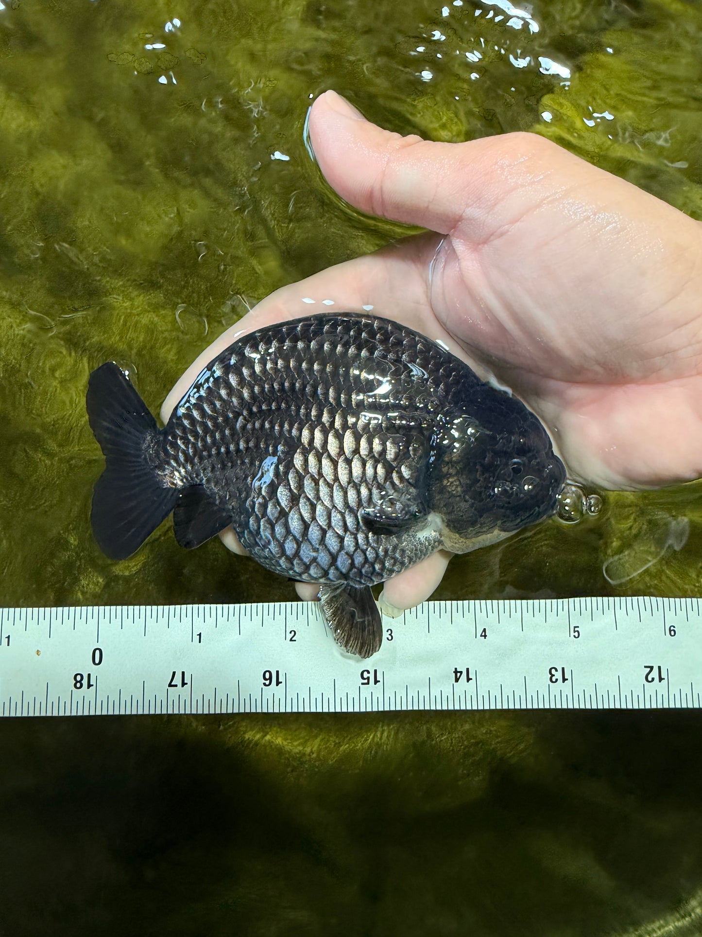 UNIQUE AAA Grade Strong Body Structure Platinum Blue Ranchu Female 4.5-5 inches #061926RC_09