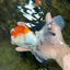 A Grade Tricolor Oranda Female 6-6.5 inches #071125OR_10