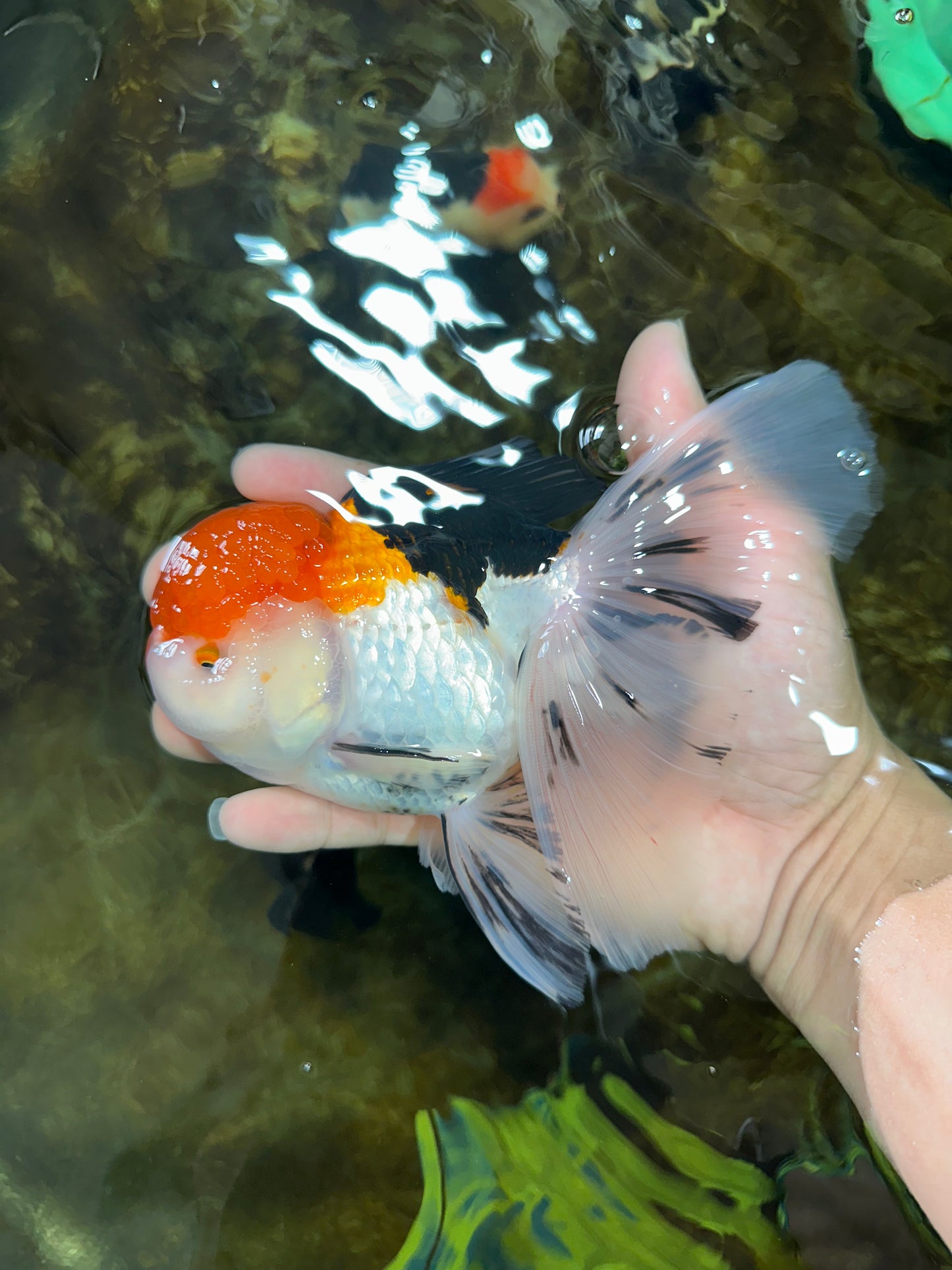 A Grade Tricolor Oranda Female 6-6.5 inches #071125OR_10