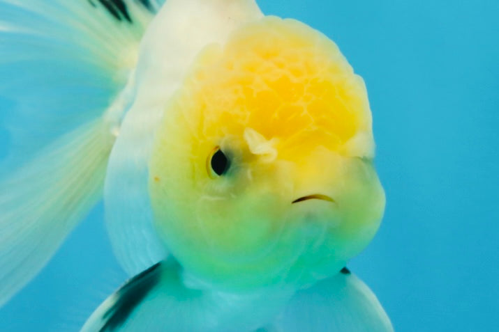 White Long Tail Oranda Male 5-5.5 inches #062025OR_15