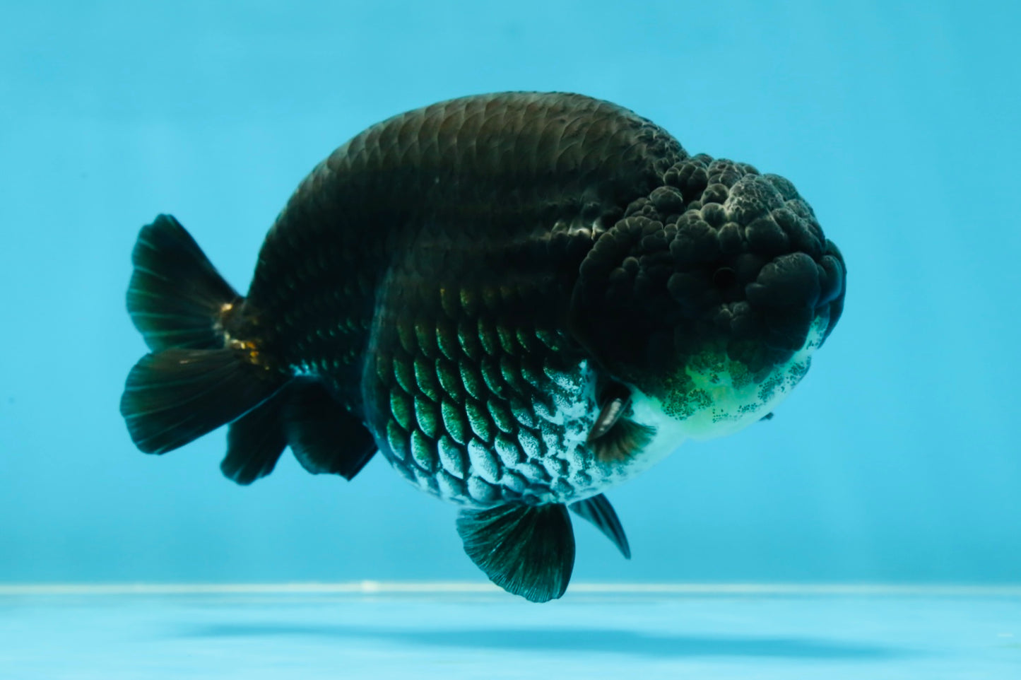 AAA Grade Black Ranchu Male 4.5-5 inches #052325RC_17