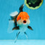 A Grade Tricolor Oranda Female 5-5.5 inches #080825OR_12