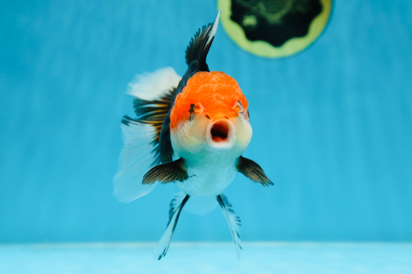 A Grade Tricolor Oranda Female 5-5.5 inches #080825OR_12