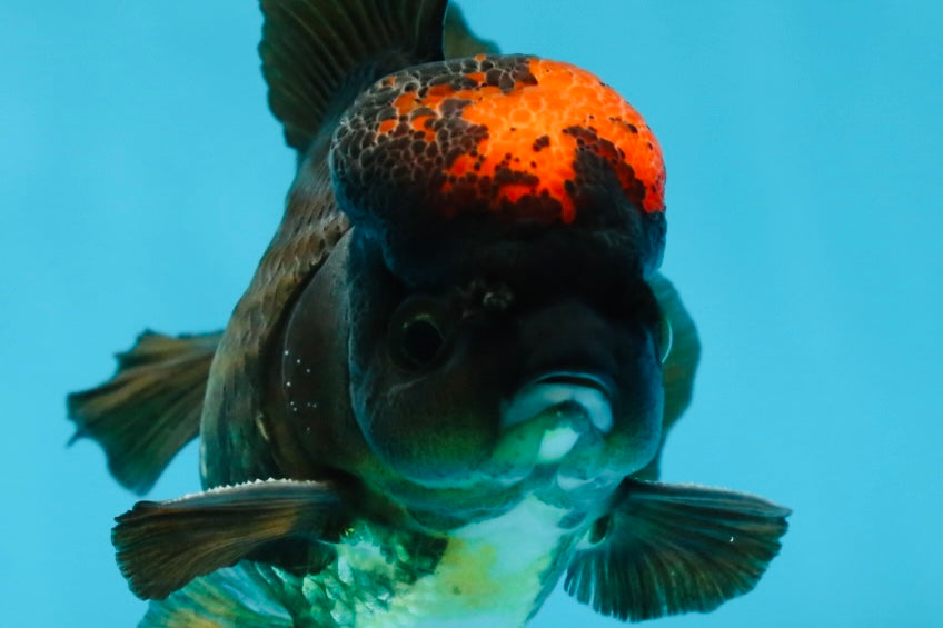 A Grade Lava Tricolor Yuanbao Male 4  inches #062725YB_09