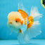 SUPER CUTE AAA Grade Red White Oranda Male 6 inches #082225OR_08