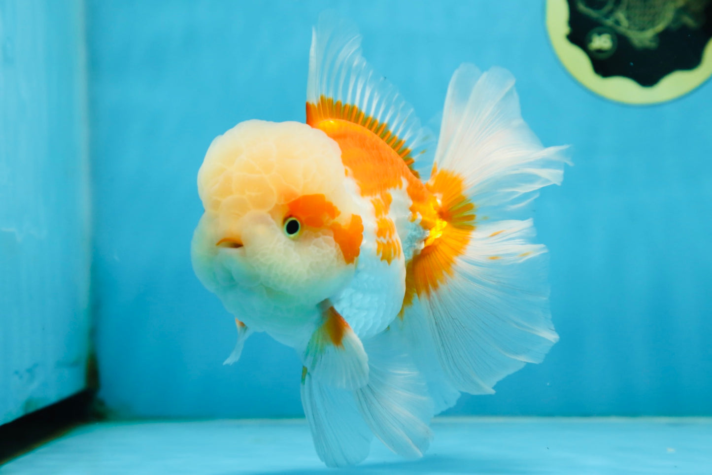 SUPER CUTE AAA Grade Red White Oranda Male 6 inches #082225OR_08
