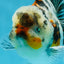 AAA Grade RARE White Tiger Oranda Female 5.5 inches #051625OR_15