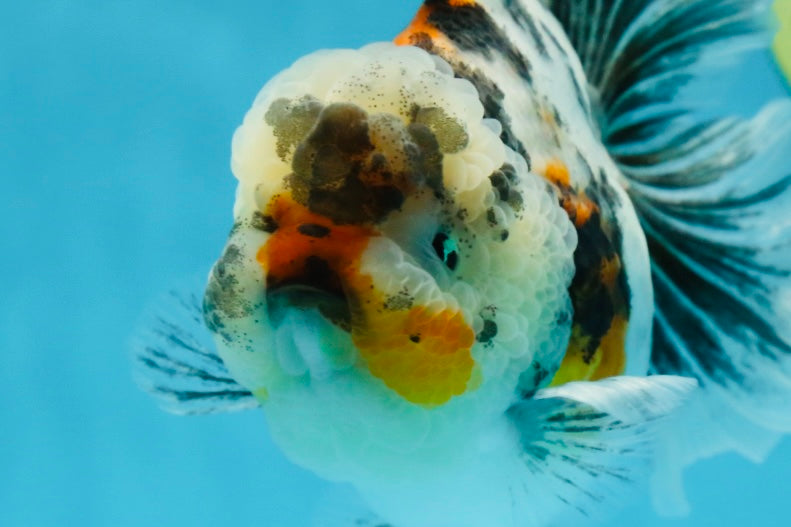 AAA Grade RARE White Tiger Oranda Female 5.5 inches #051625OR_15