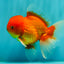 UNIQUE A Grade Red White Oranda Male 5.5 inches #070626OR_10