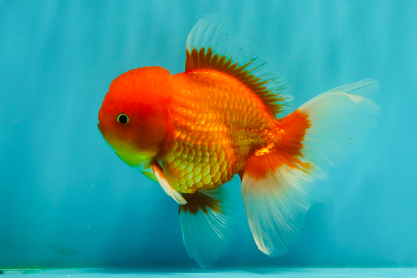 UNIQUE A Grade Red White Oranda Male 5.5 inches #070626OR_10