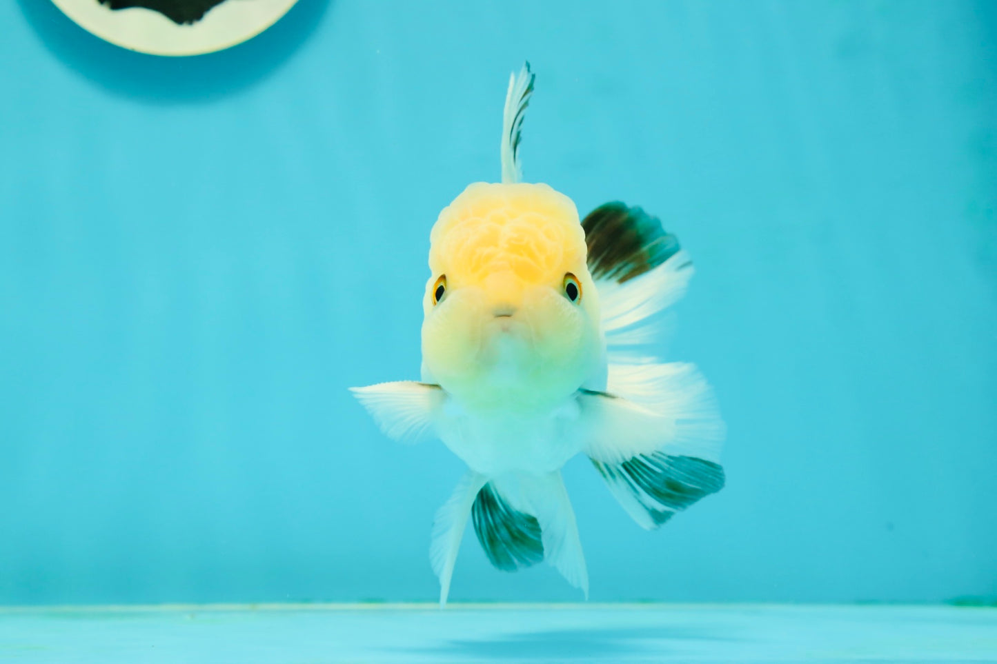 A Grade White Panda Oranda Male 4.5 inches #111524OR_25