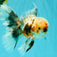 AAA Grade Calico Oranda Male 6-6.5 inches #070626OR_16