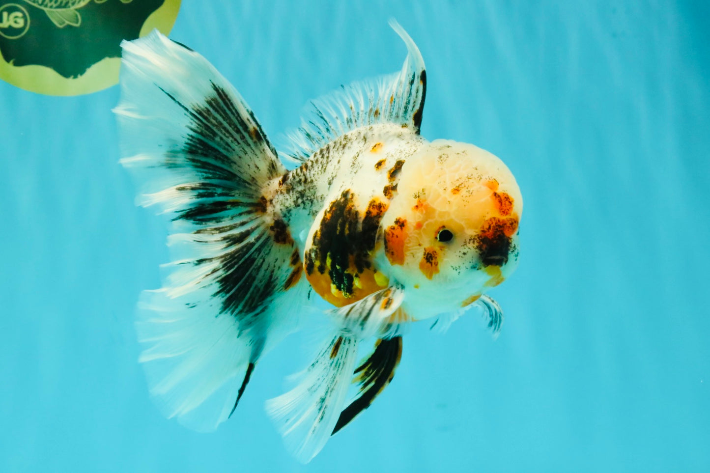 AAA Grade Calico Oranda Male 6-6.5 inches #070626OR_16