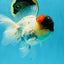 Unique Color AAA Grade Tricolor Lava Head Oranda Male 5 inches #042525OR_08