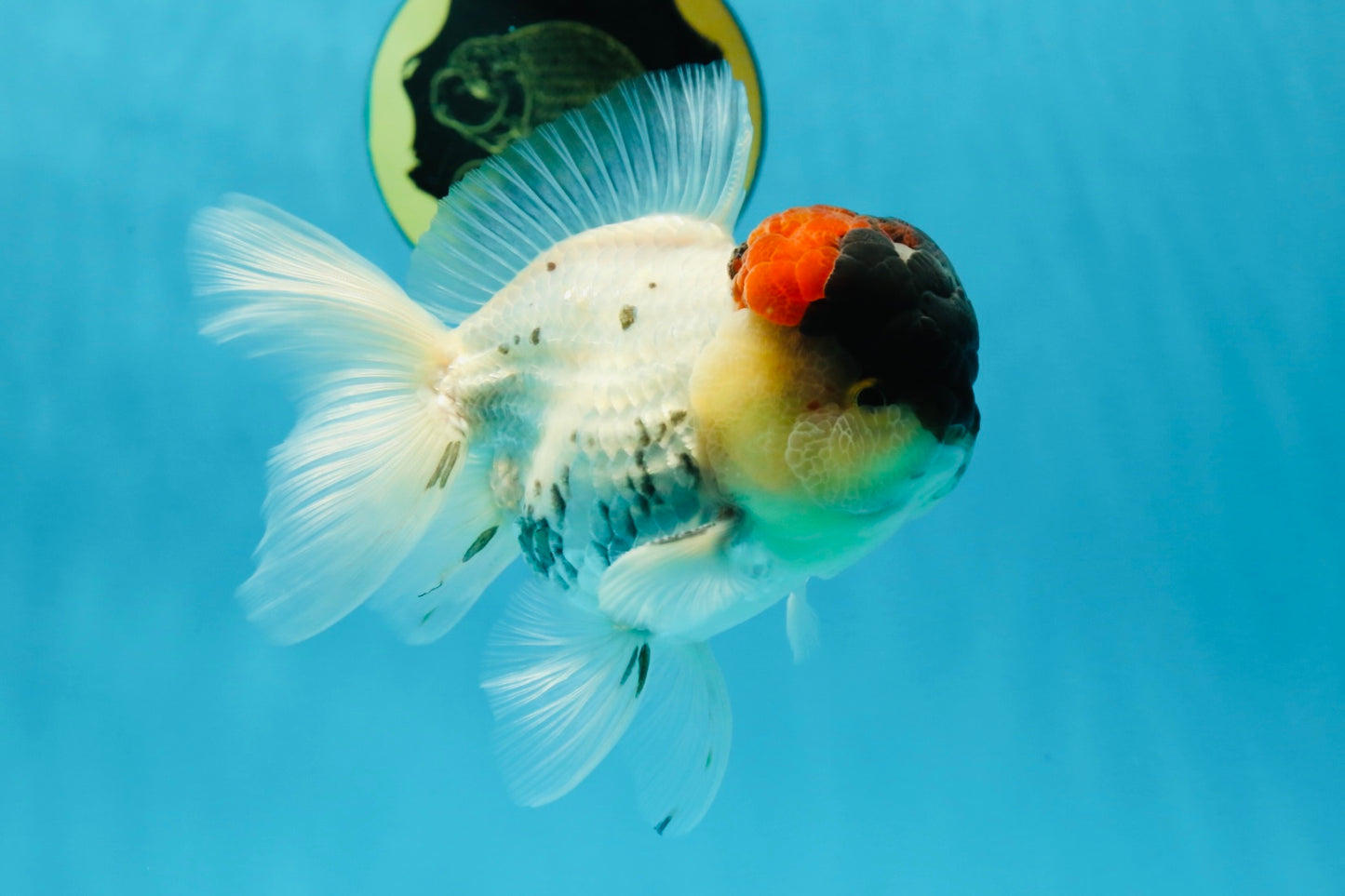 Unique Color AAA Grade Tricolor Lava Head Oranda Male 5 inches #042525OR_08