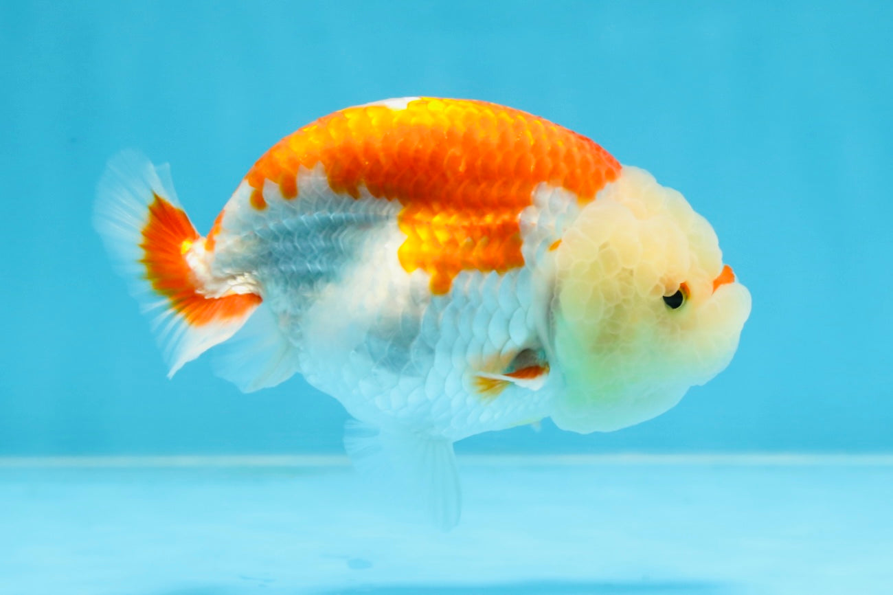 POPCORN AAA Grade Red White Kohaku LionQueen 4 inches #101725LC_05