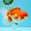 JUMBO AAA Grade Red White Oranda Female 6.5 inches #032726OR_06