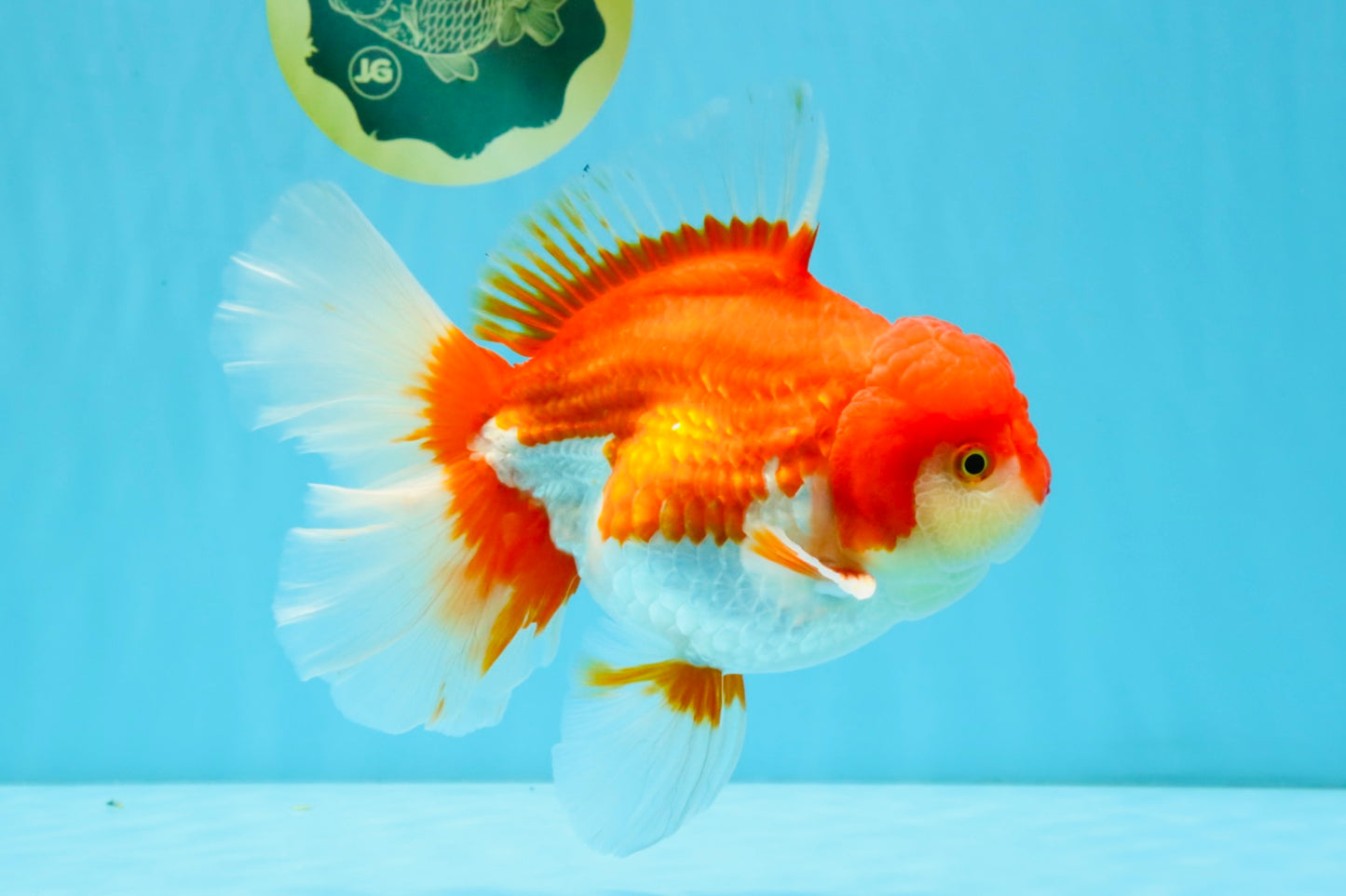 JUMBO AAA Grade Red White Oranda Female 6.5 inches #032726OR_06