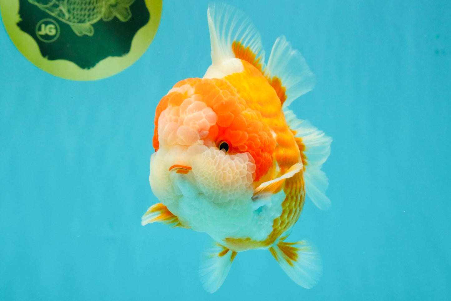 BIG WEN AAA Grade Beautiful Red White Yuanbao Male 6-6.5 inches #071026YB_07